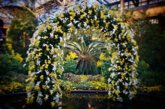 an arch filled with white and yellow orchids