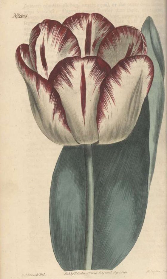 botanical illustration of a tulip