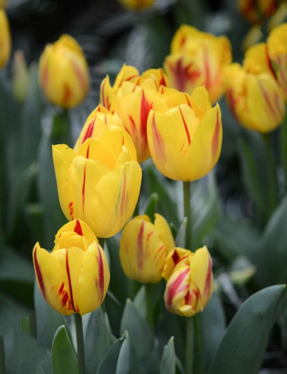 patch of yellow tulips with red streaks