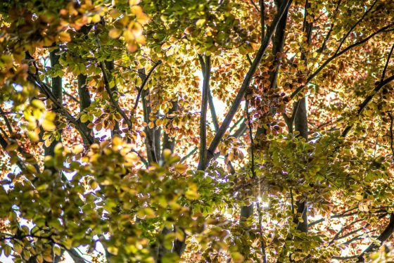 Climate Change And Our Trees Longwood Gardens