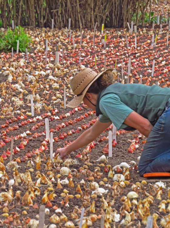 image of woman planing bulbs at Longwood Gardens