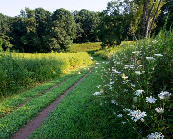in bloom bundle of white carrot flowers in bloom alongside a walking path of the Meadow Garden