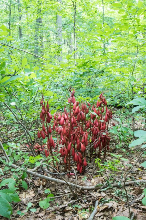 A clump of Cyrtosia septentrionalis in a forested area