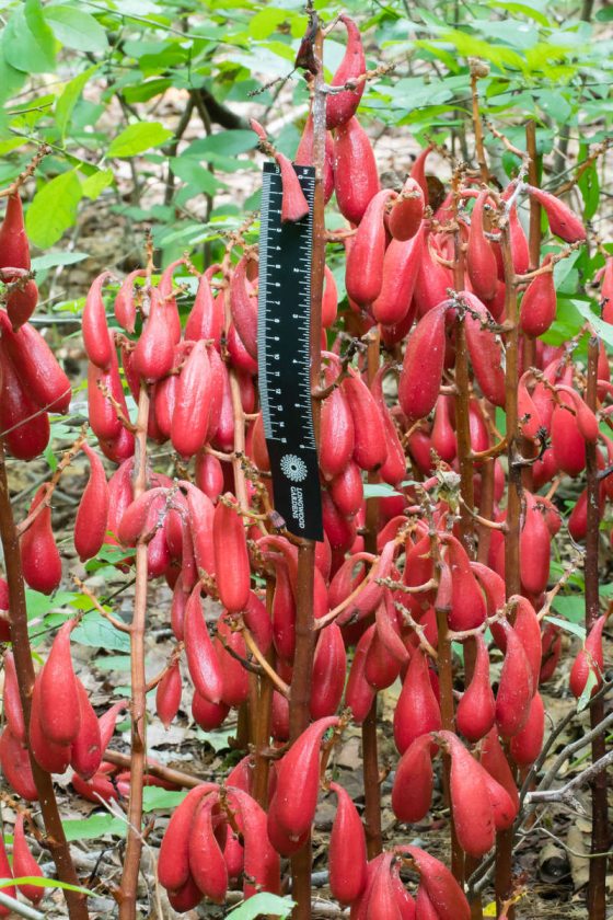 close up of a Cyrtosia orchid with bright red flowers