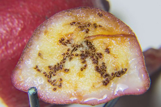 close up a Cyrtosia fruit showing fruit and seeds