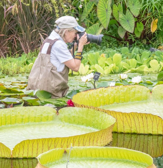 image of a woman taking a photo while halfway submerged in the waterlily pond