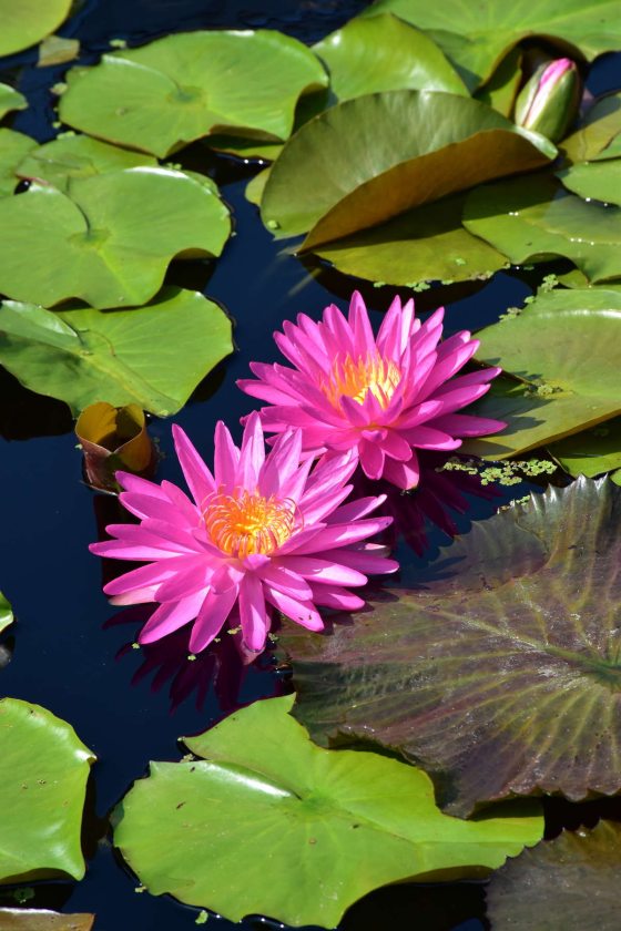 close up of pink Nymphaea waterlily flower