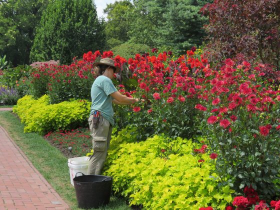 landscaping with dahlias