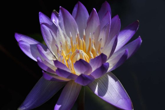 close up of purple waterlily bloom
