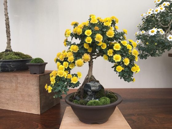 a chrysanthemum bonsai tree with yellow flower blooms