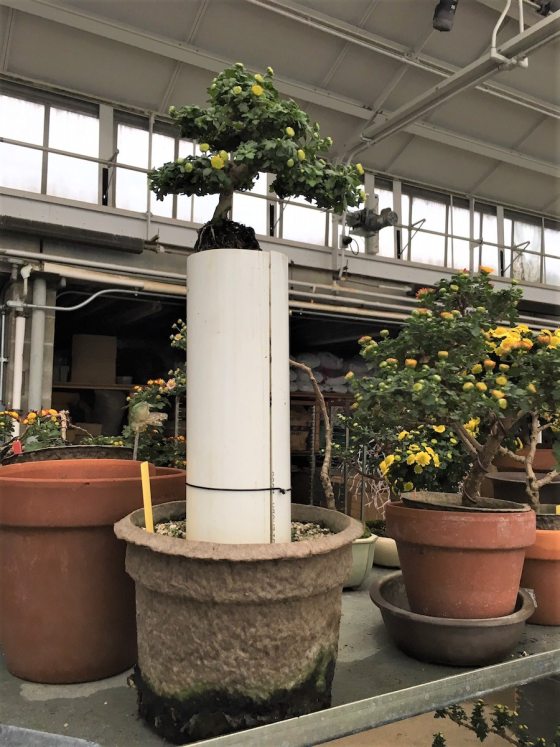 a bonsai tree on top of a white tube for growth