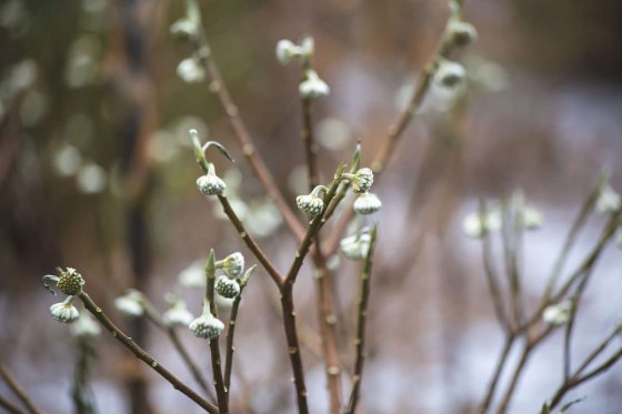 close up of Edgeworthia chrysantha flower buds in the winter