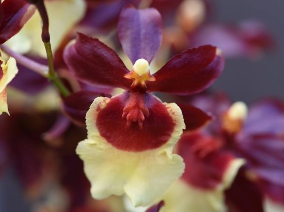 Yellow and maroon Oncidium orchid