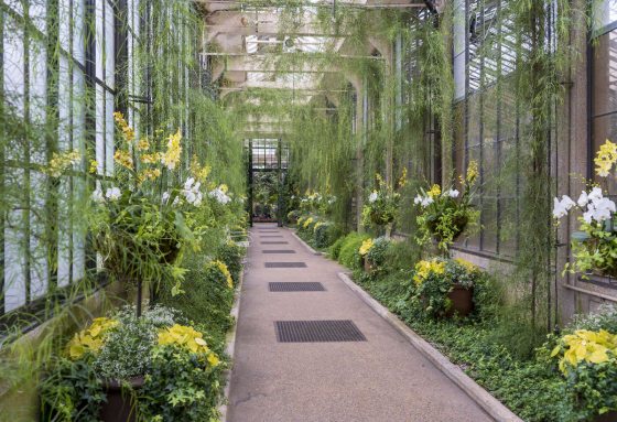 a walkway with flowers and orchids in pots on both sides