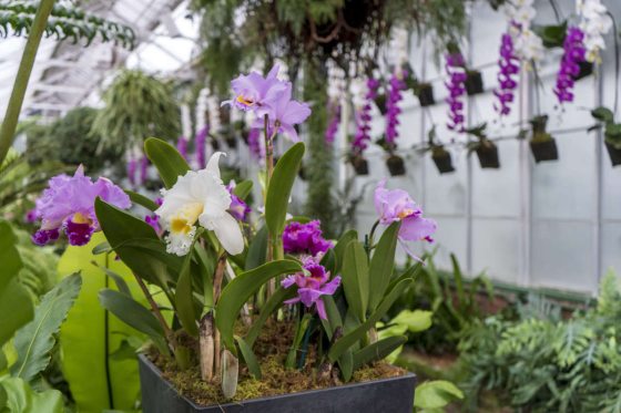 purple and white orchids in a pot