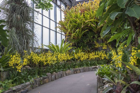 a paved path with yellow orchids on each side