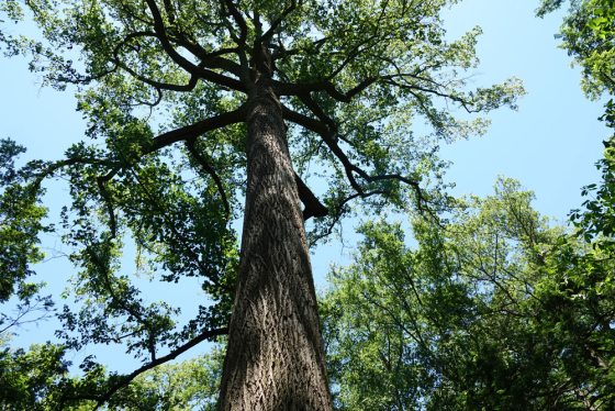 a giant tree standing tall