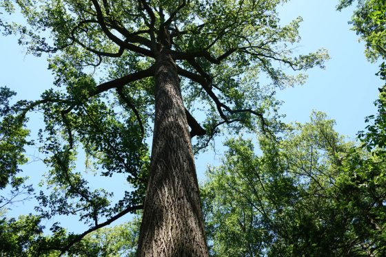 a giant tree standing tall 