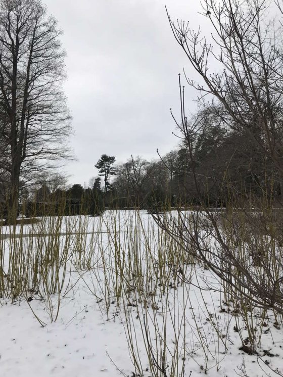 Winter landscape with white pine tree in the background