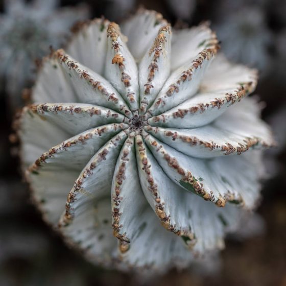 close up of a snowflake cacti plant located in the Silver Garden at Longwood Gardens