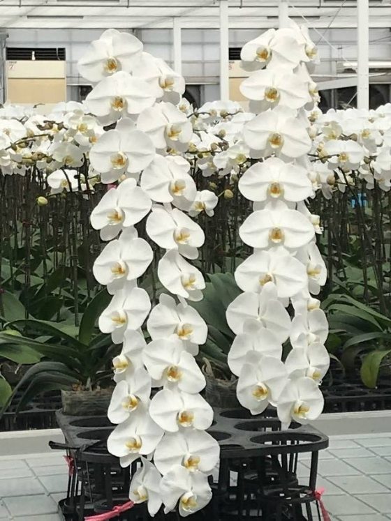 large cascading white phalaenopsis orchids
