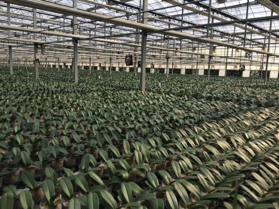 Rows and rows of not yet bloomed orchid plants in a nursery