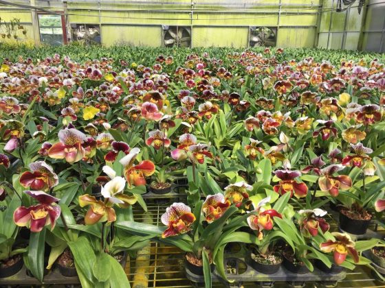 A nursery of numerous Paphiopedilum orchids in bloom