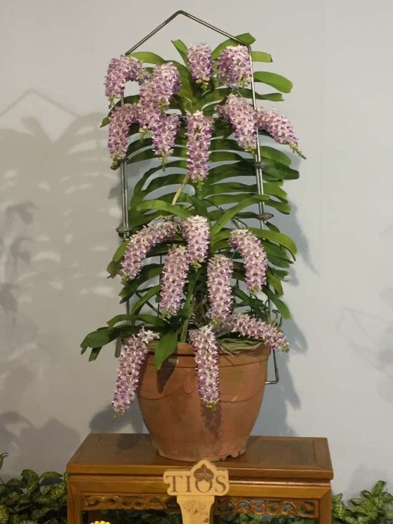 orchid winning plant, Rhynchostylis gigantea