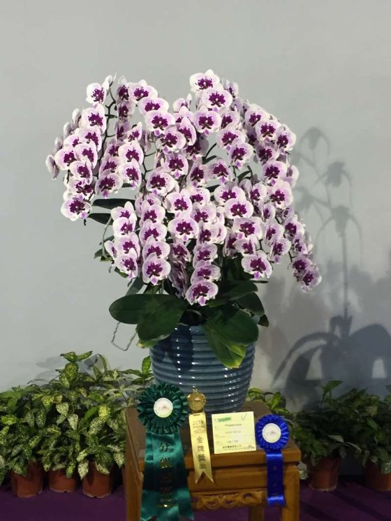 photo of award winning orchid plant