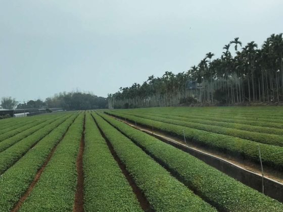 image of a large tea field in Taiwan