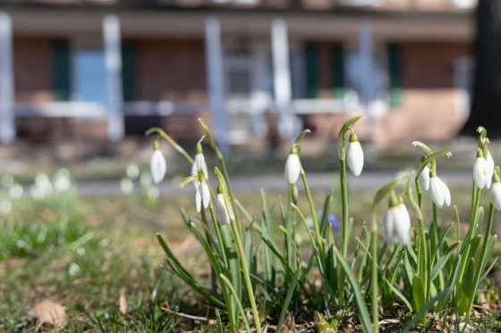 white galanthus bulbs outside of the Peirce duPont House at Longwood Gardens