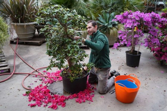horticulturist removing the flowers from a pink azalea bonsai tree