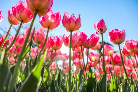 image from ground level looking up towards pink and white tulips in full bloom