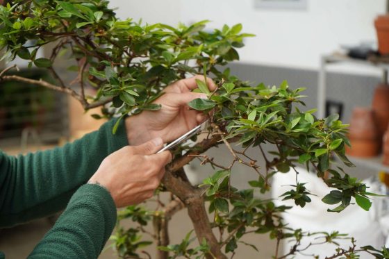 Horticulturist pruning branches of a bonsai tree