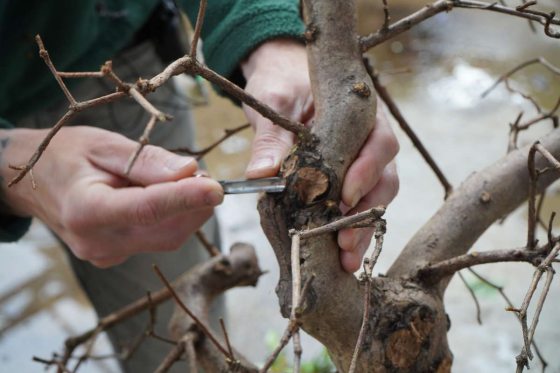 horticulturist whittling deadwood and knobs of a bonsai tree