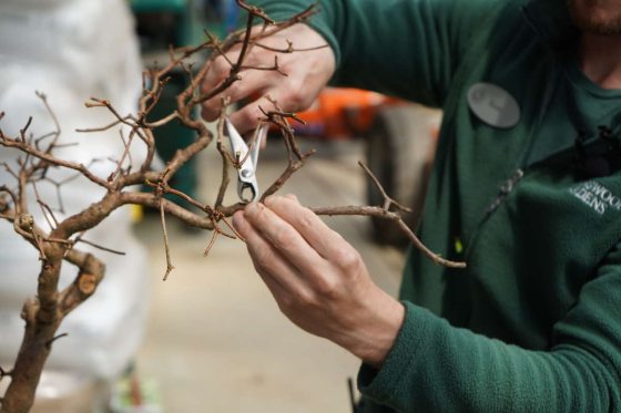 horticulturist removing knobs of a bonsai tree