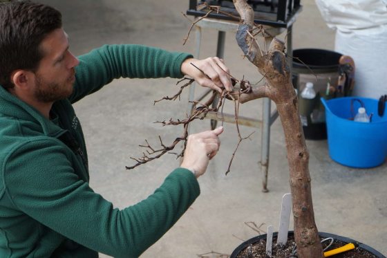 horticulturist wiring a branch of a bonsai tree
