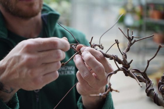 horticulturist wiring the branches of a bonsai tree carefully