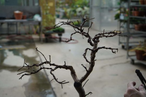 fully wired bonsai tree