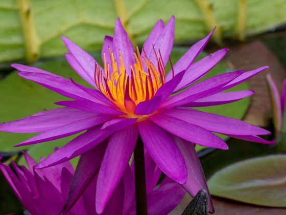 close up of purple waterlily bloom