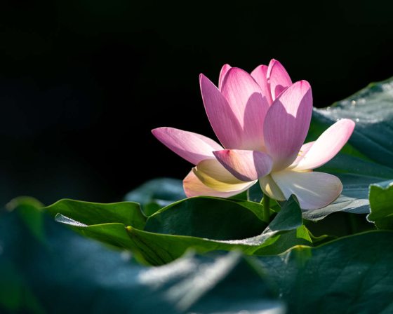 close up of a pink lotus flower