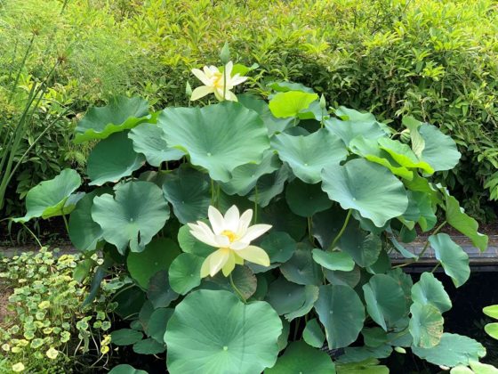 aerial view of lotus plant with green leaves and pale yellow flowers