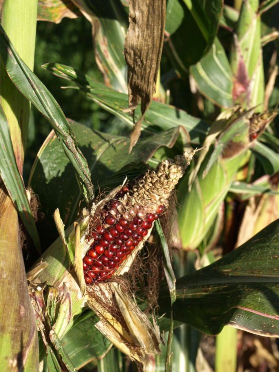 close up image of red and brown corn