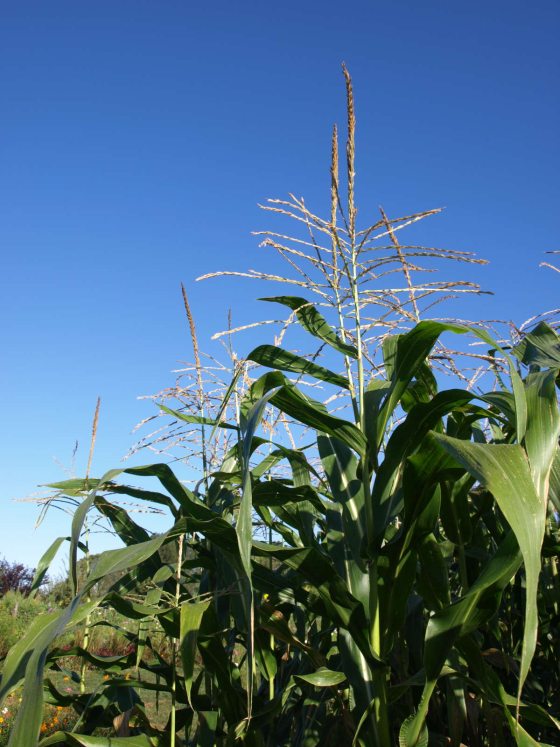 field of corn green corn plants growing