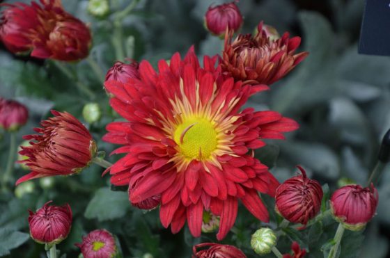 13 Types Of Chrysanthemum For A Splash Of Fall Color, 52% OFF