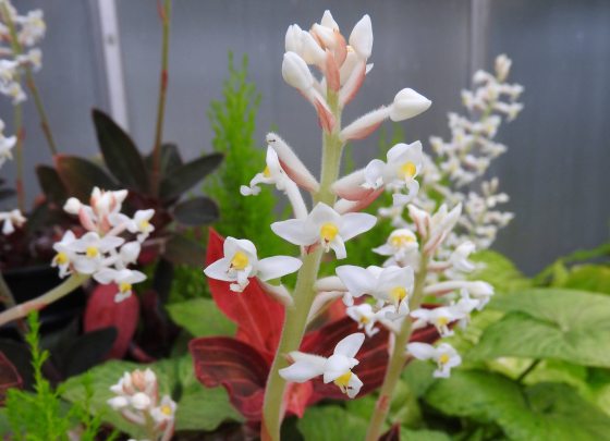 white Jewel orchid among other orchids