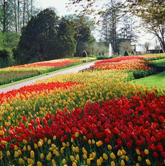 hundreds of red and yellow tulips along a paved path