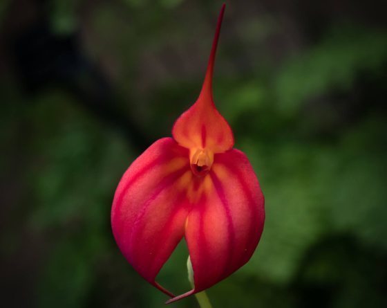 Red Masdevallia orchid