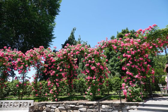 four arbors filled with pink climbing roses 