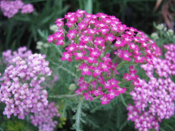 Yarrow Fire King - Prairie Gardens